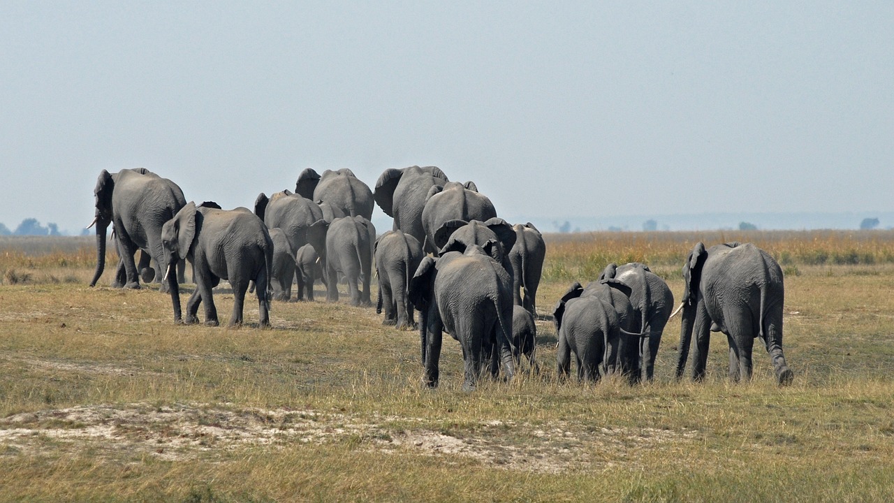 botswana-874176_1280