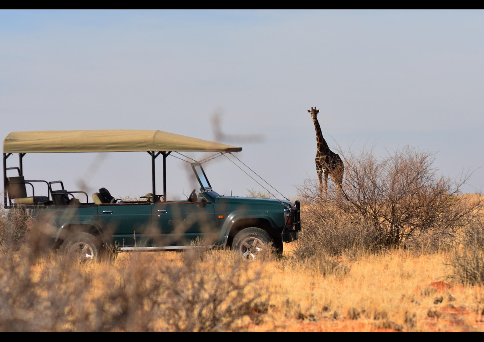 giraffe